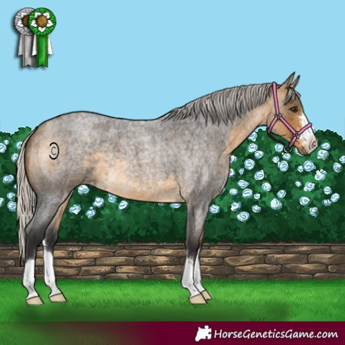 Horse Color:Silver Buckskin Roan 