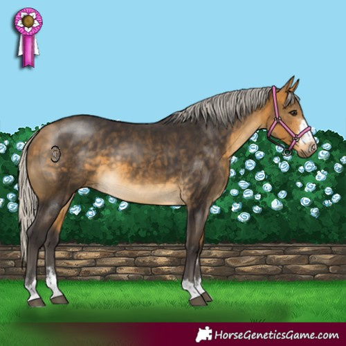 Horse Color:Silver Buckskin 