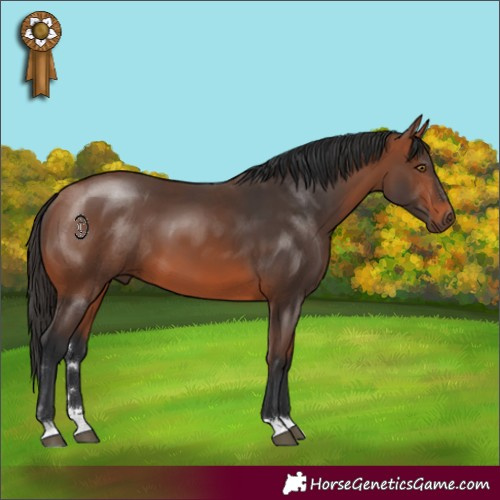 Horse Color:Bay 