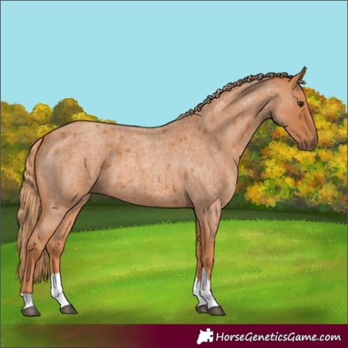 Horse Color:Red Roan Tobiano 