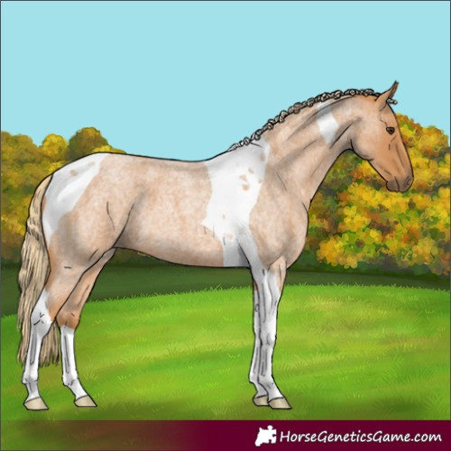 Horse Color:Red Roan Tobiano 