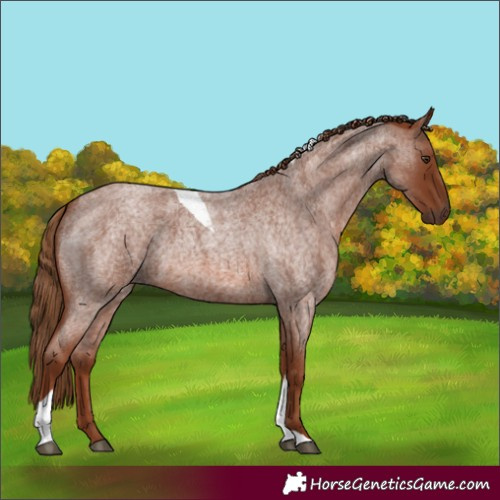 Horse Color:Red Roan Tobiano 