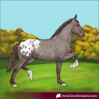 Horse Color:Chocolate Grullo Appaloosa Rabicano