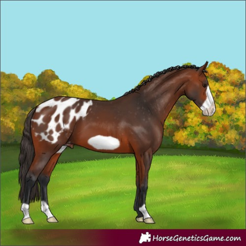 Horse Color:Bay Frame Appaloosa 