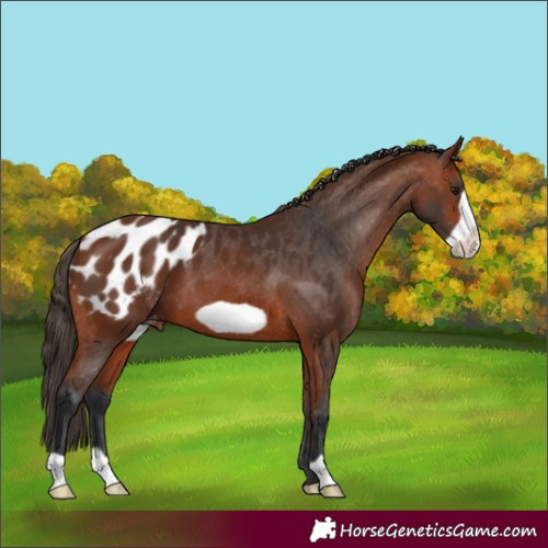 Horse Color:Bay Frame Appaloosa 