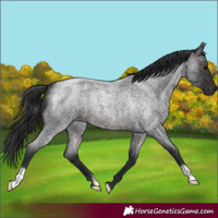 Horse Color:Brown Roan