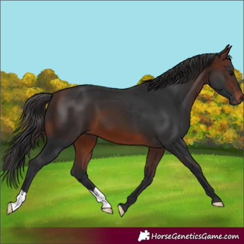 Horse Color:Brown 