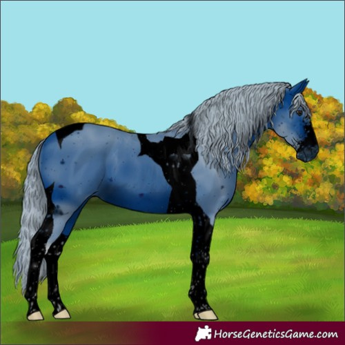 Horse Color:ERROR: UNKNOWN ANOMALY