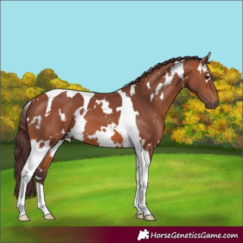 Horse Color:White Spotted Chocolate Bay Tobiano 