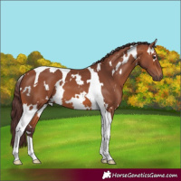 Horse Color:White Spotted Chocolate Bay Tobiano