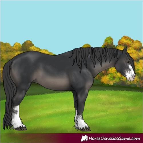 Horse Color:Black Sabino