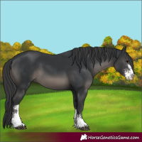Horse Color:Black Sabino 