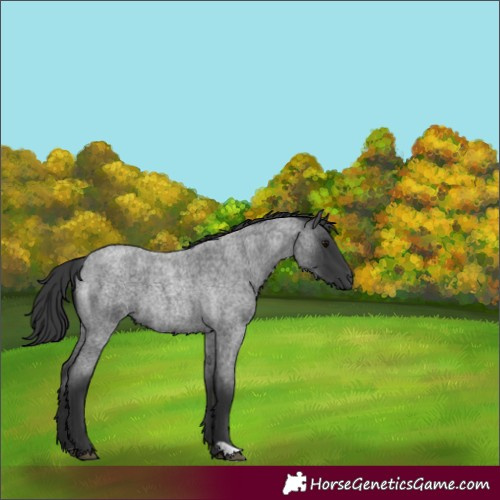 Horse Color:Blue Roan 