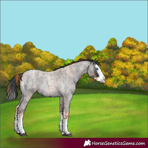 Horse Color:Red Roan Splash and Blue Roan Splash