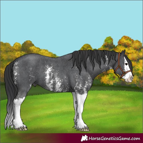 Horse Color:Black Sabino Splash 