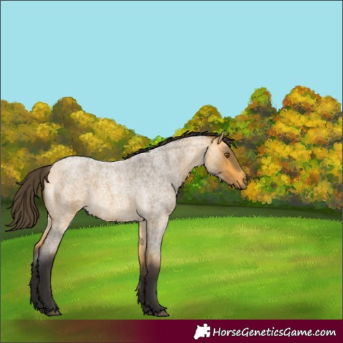 Horse Color:Buckskin Roan 