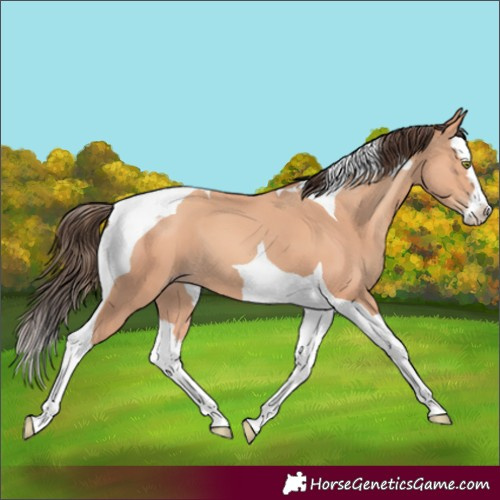 Horse Color:Amber Champagne Splash Tobiano 