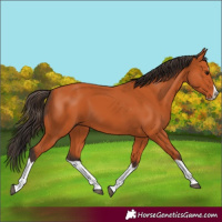Horse Color:Bay Splash