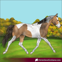 Horse Color:Buckskin Splash Tobiano