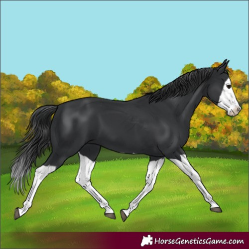 Horse Color:Black Splash 