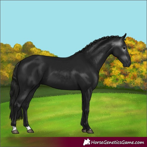 Horse Color:Gray Black 