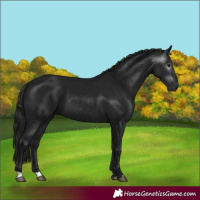 Horse Color:Gray Black 