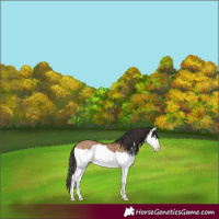 Horse Color:Bay Dun Splash