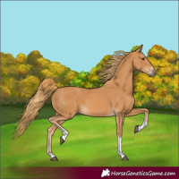 Horse Color:Chestnut Tobiano 
