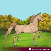 Horse Color:Red Roan Tobiano 