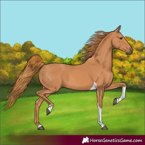 Horse Color:Chestnut Tobiano 