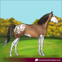 Horse Color:Gray Amber Champagne Splash Appaloosa 