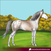 Horse Color:Gray Amber Champagne Splash Blanket