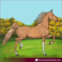 Horse Color:Chestnut Tobiano 