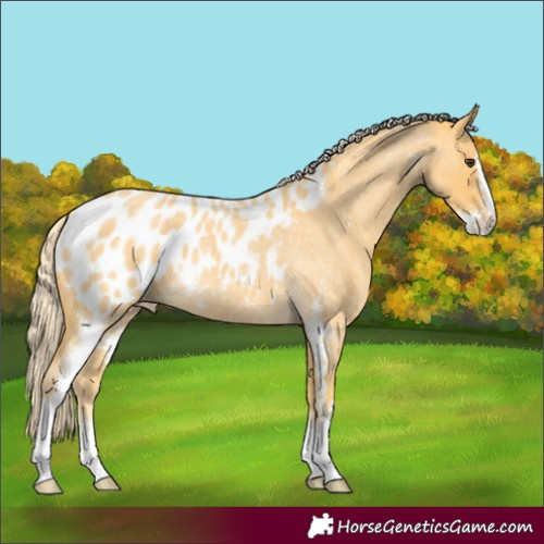 Horse Color:Palomino Roan Sabino Appaloosa