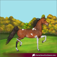 Horse Color:Bay Tobiano