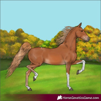 Horse Color:Chestnut Tobiano 