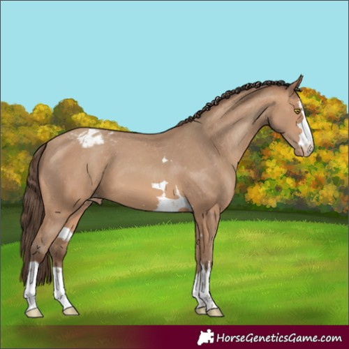 Horse Color:Amber Champagne Varnish 