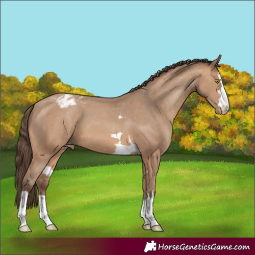 Horse Color:Amber Champagne Appaloosa 