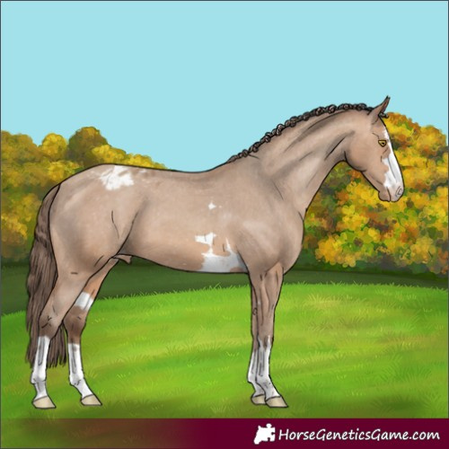 Horse Color:Amber Champagne Varnish 