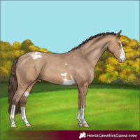 Horse Color:Amber Champagne Appaloosa 
