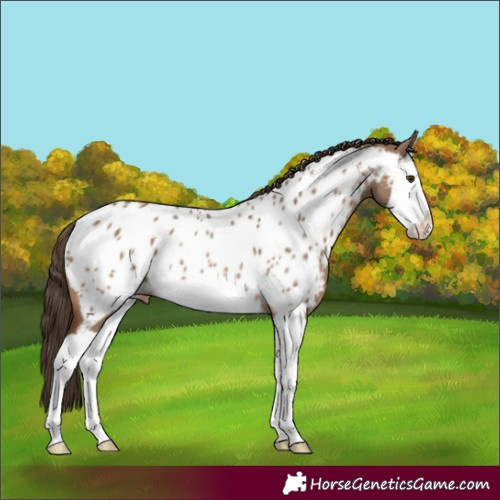 Horse Color:Brown Dun Splash Appaloosa Rabicano 