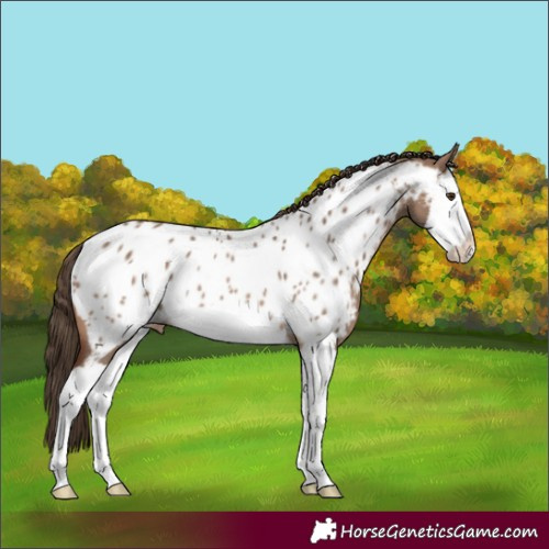 Horse Color:Brown Dun Splash Near Leopard Rabicano 