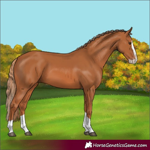 Horse Color:Chestnut Splash Tobiano 