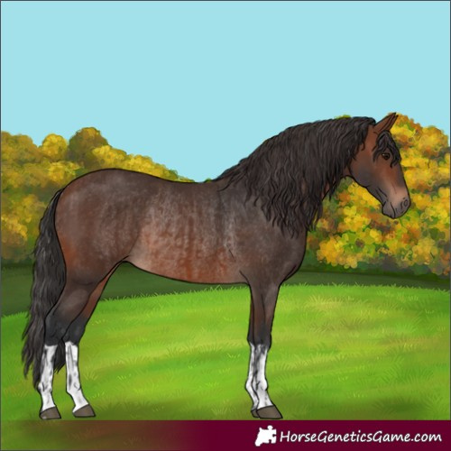 Horse Color:Brown Rabicano and Brown Rabicano