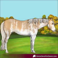 Horse Color:White Spotted Silver Buckskin 