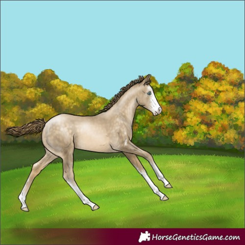 Horse Color:Buckskin Pearl Sabino 