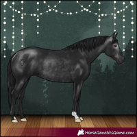 Horse Color:Gray Brown Rabicano 