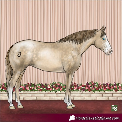 Horse Color:Buckskin Pearl Sabino 