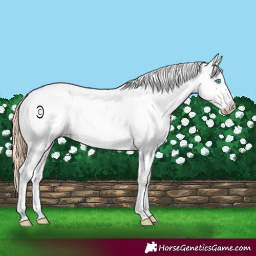 Horse Color:Buckskin Pearl Sabino 