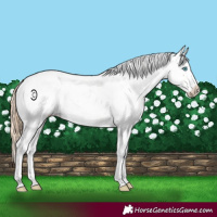 Horse Color:Buckskin Pearl Sabino 